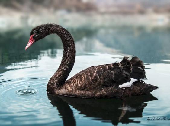 Cisne Negro – Wikipédia, a enciclopédia livre